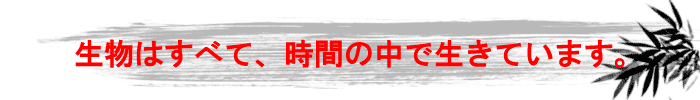 生物はすべて、時間の中で生きています。